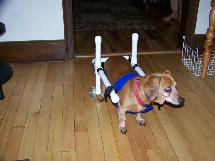 Handicapped Dogs (21 pics)