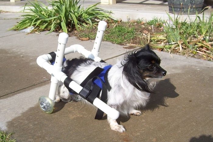 Handicapped Dogs (21 pics)