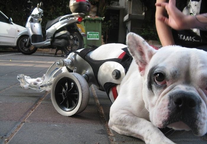 Handicapped Dogs (21 pics)