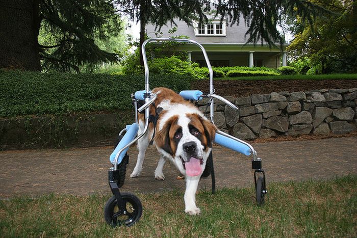 Handicapped Dogs (21 pics)