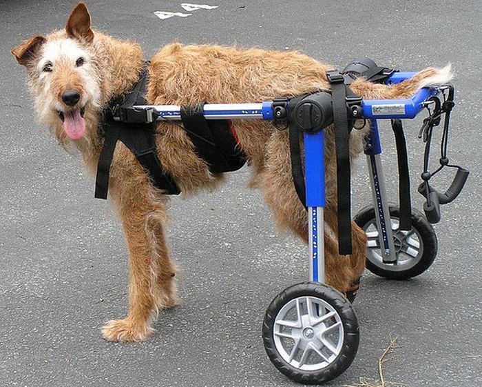 Handicapped Dogs (21 pics)