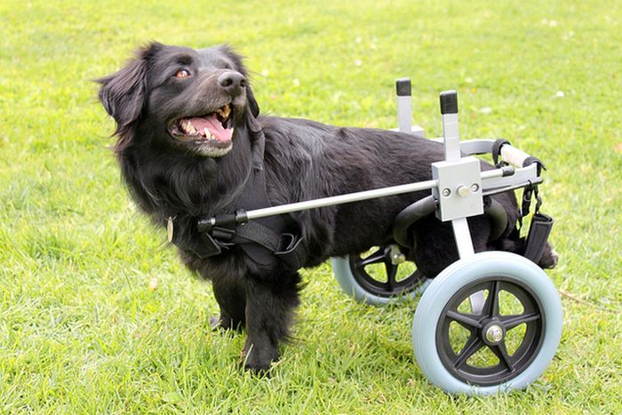 Handicapped Dogs (21 pics)