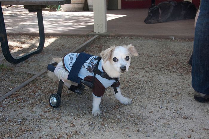 Handicapped Dogs (21 pics)