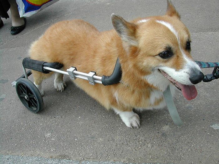 Handicapped Dogs (21 pics)