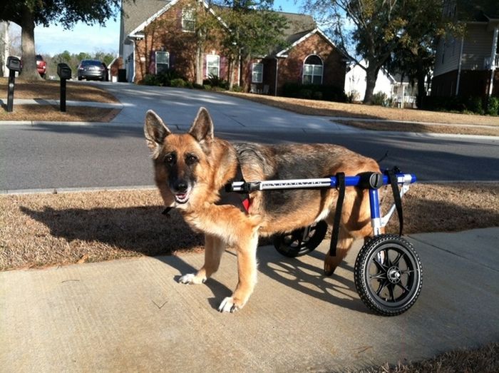 Handicapped Dogs (21 pics)