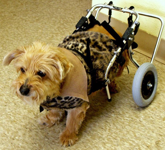 Handicapped Dogs (21 pics)