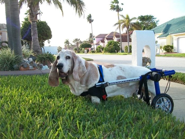 Handicapped Dogs (21 pics)