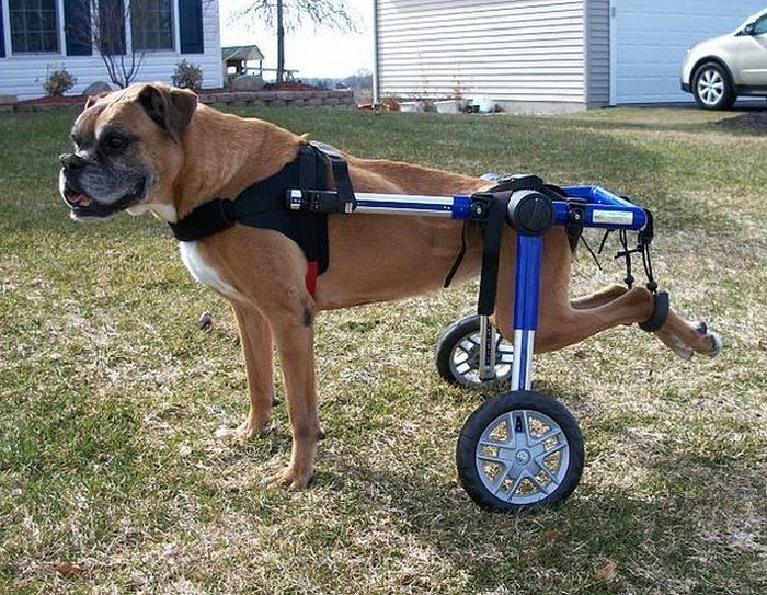 Handicapped Dogs (21 pics)