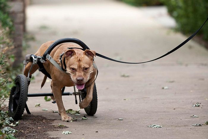 Handicapped Dogs (21 pics)