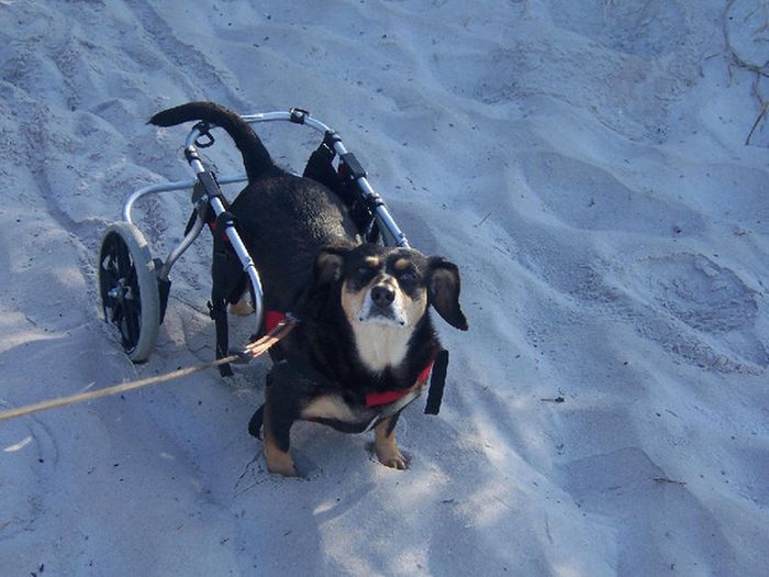 Handicapped Dogs (21 pics)