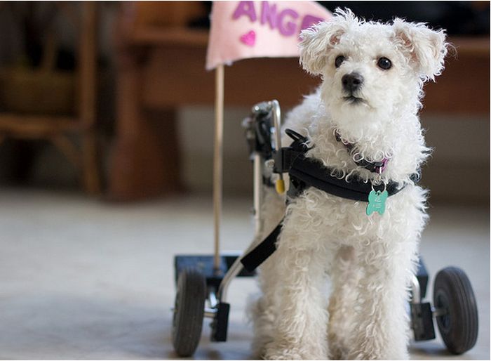 Handicapped Dogs (21 pics)