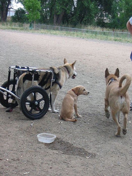 Handicapped Dogs (21 pics)