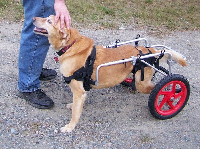 Handicapped Dogs (21 pics)