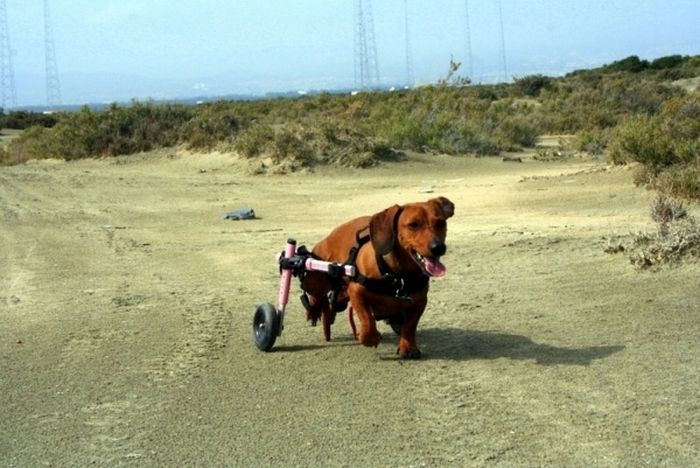 Handicapped Dogs (21 pics)