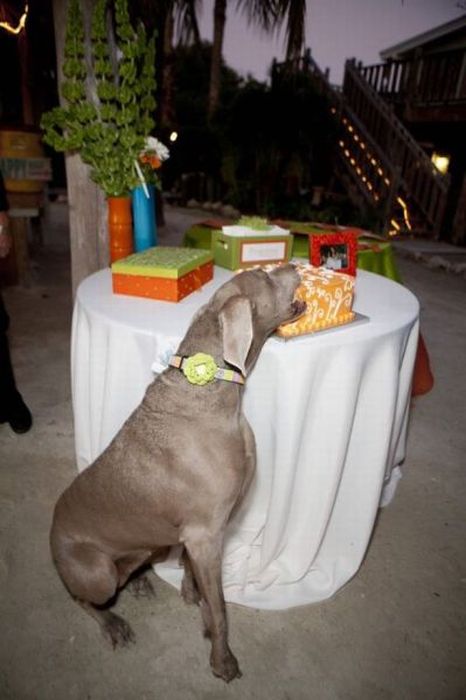 Funny Wedding Pictures (59 pics)