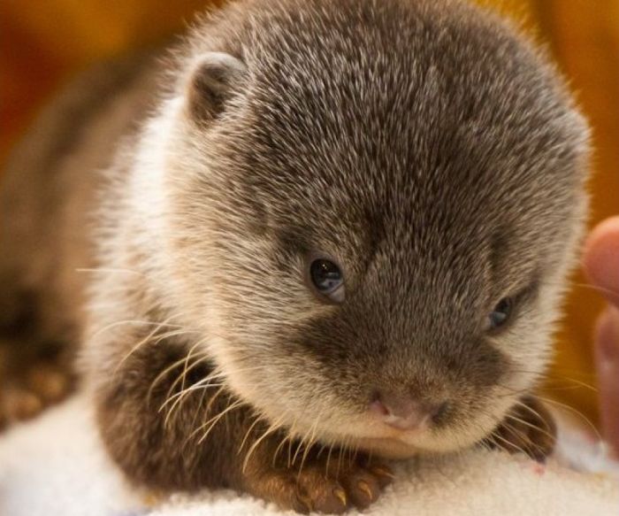 Adorable Baby Otters (10 pics)