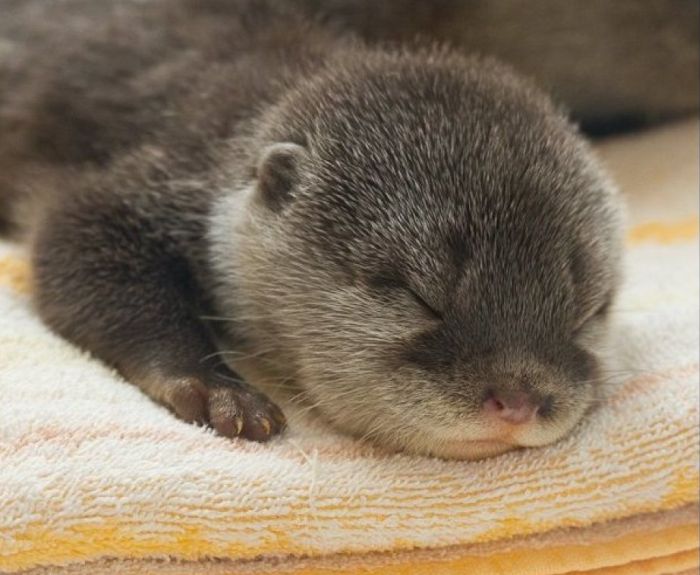 Adorable Baby Otters (10 pics)