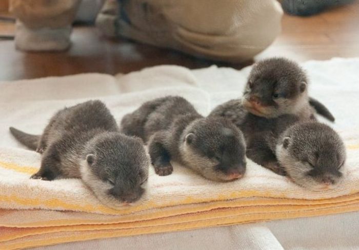 Baby Otters 03 