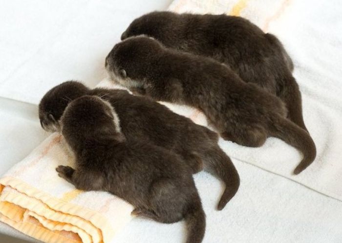 Adorable Baby Otters (10 pics)