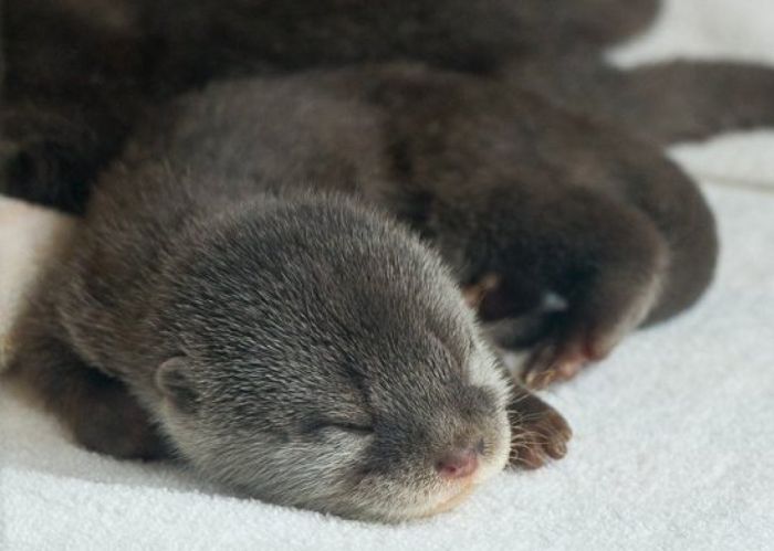 Adorable Baby Otters (10 pics)