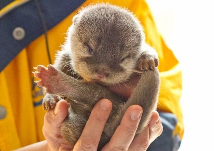 Adorable Baby Otters (10 pics)