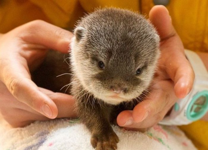 Adorable Baby Otters (10 pics)