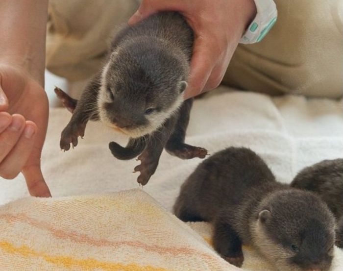 Adorable Baby Otters (10 pics)