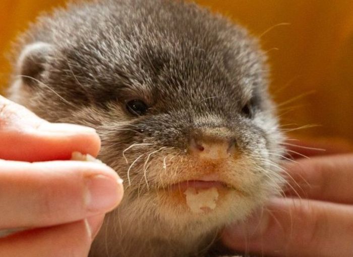 Adorable Baby Otters (10 pics)