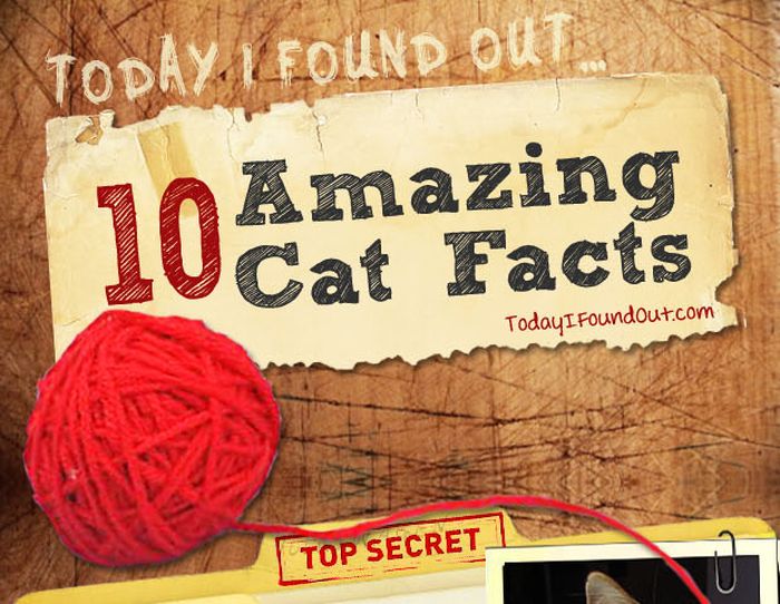 Amazing Cat Facts (infographic)