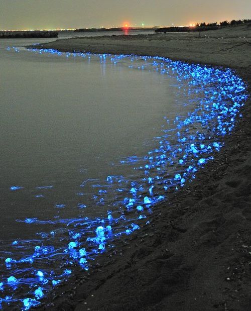 Glowing Jellyfish (5 pics)