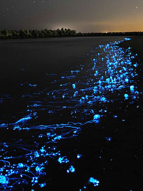 Glowing Jellyfish (5 pics)