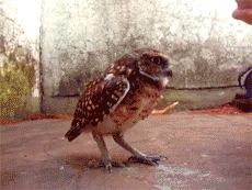 Owl (8 gifs)