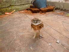 Owl (8 gifs)