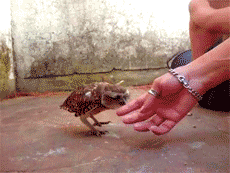 Owl (8 gifs)