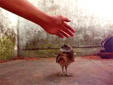 Owl (8 gifs)