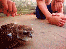Owl (8 gifs)