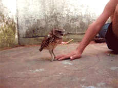 Owl (8 gifs)