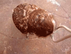 Owl (8 gifs)