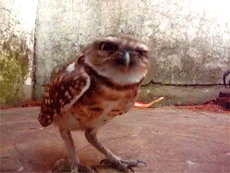 Owl (8 gifs)
