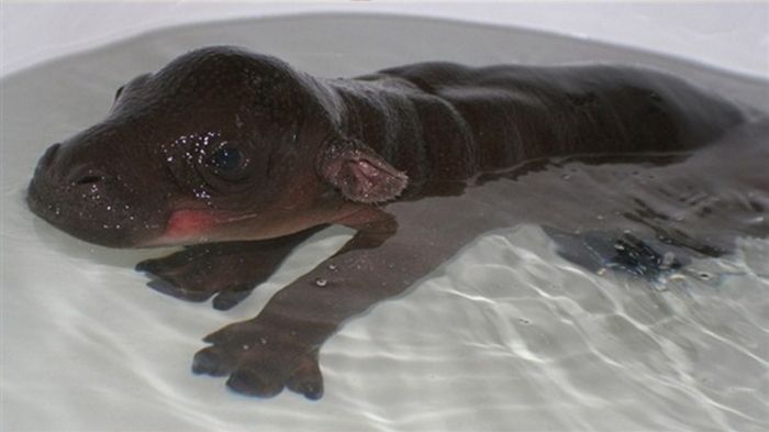 6-Day-Old Hipopotamus (6 pics)