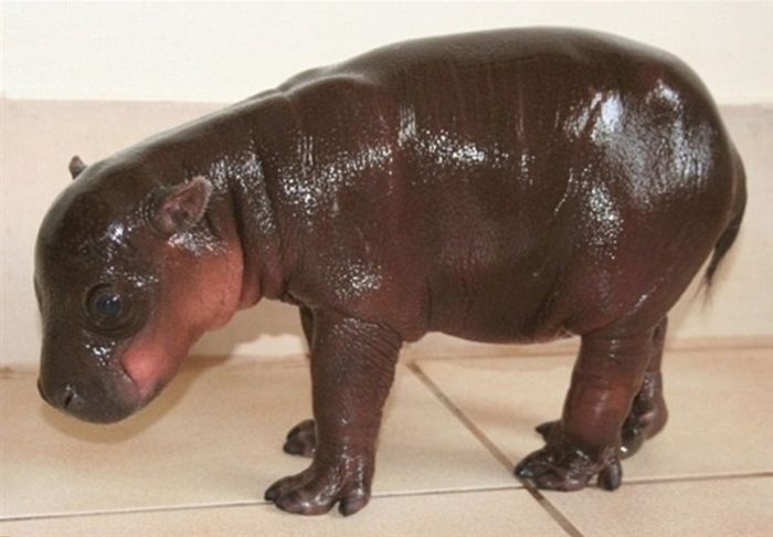 6-Day-Old Hipopotamus (6 pics)
