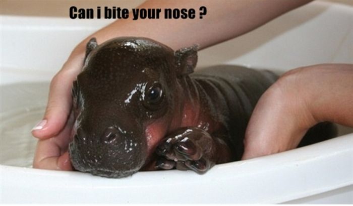 6-Day-Old Hipopotamus (6 pics)