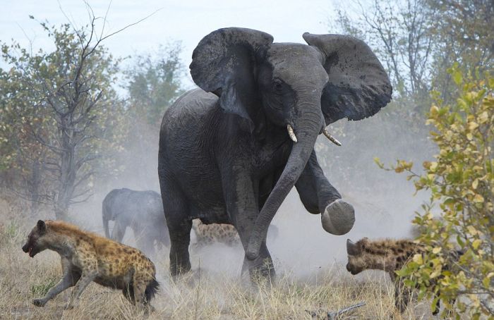 Elephant vs. Hyenas (7 pics)