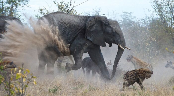 Elephant vs. Hyenas (7 pics)