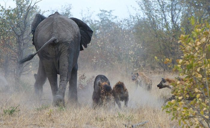 Elephant vs. Hyenas (7 pics)