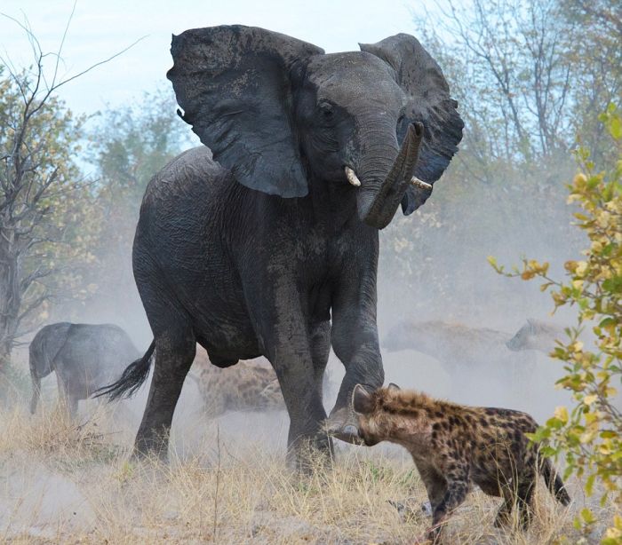 Elephant vs. Hyenas (7 pics)