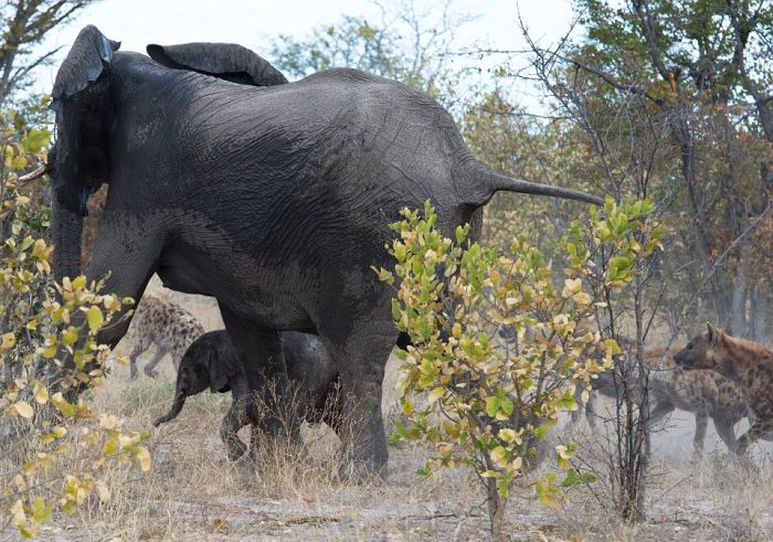 Elephant vs. Hyenas (7 pics)