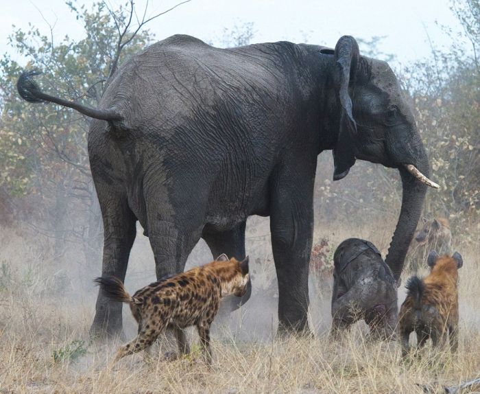 Elephant vs. Hyenas (7 pics)