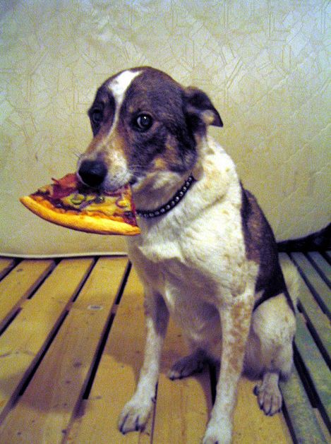 Dogs Eating Pizza (20 pics)
