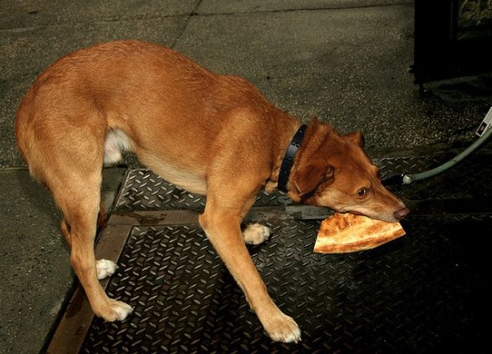 Dogs Eating Pizza (20 pics)